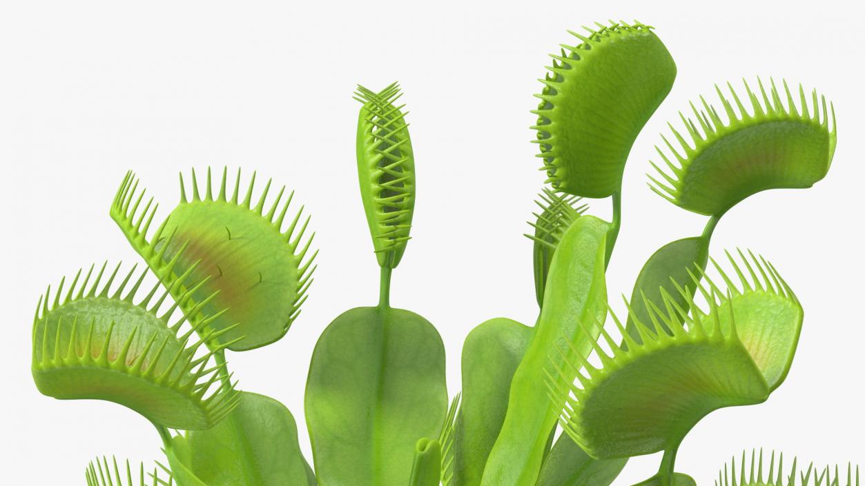 3D model Dionaea Muscipula Green 2