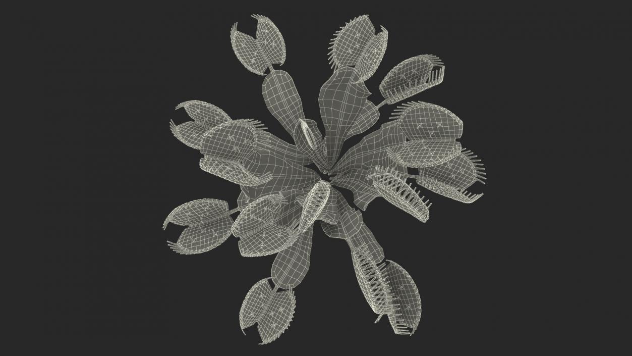 3D model Dionaea Muscipula Green 2