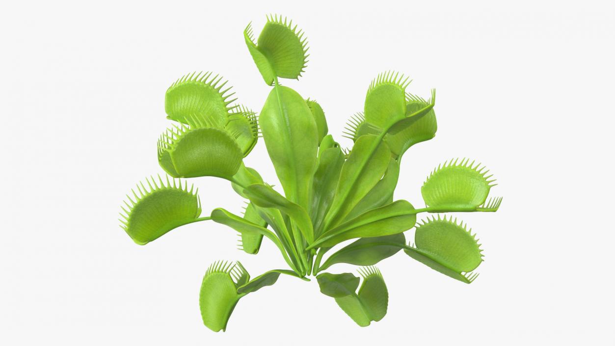 3D model Dionaea Muscipula Green 2