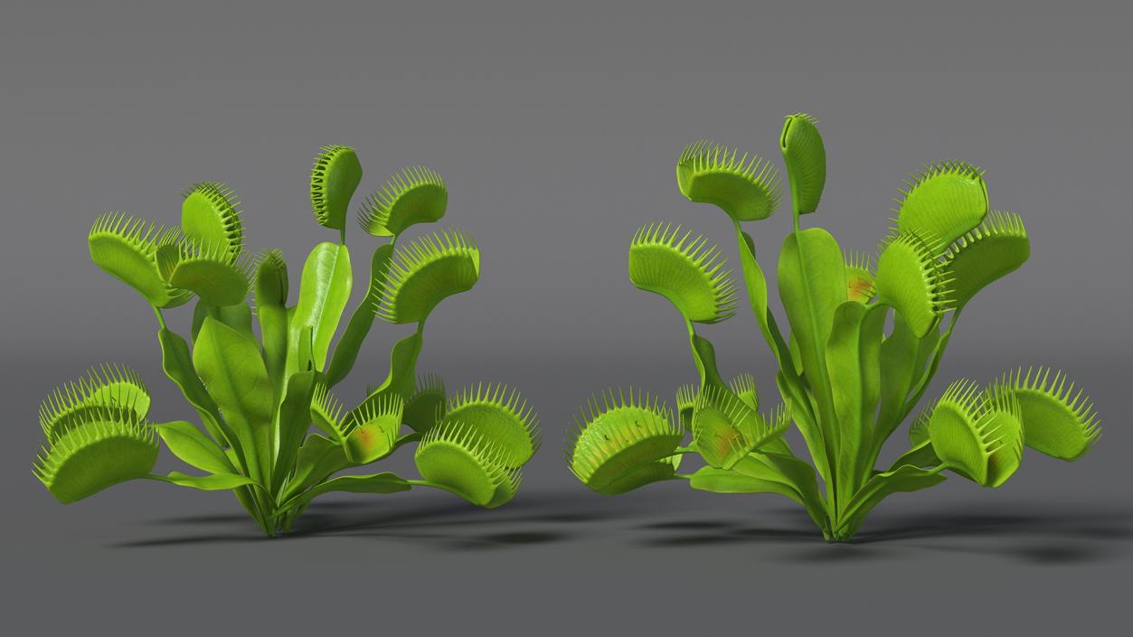 3D model Dionaea Muscipula Green 2