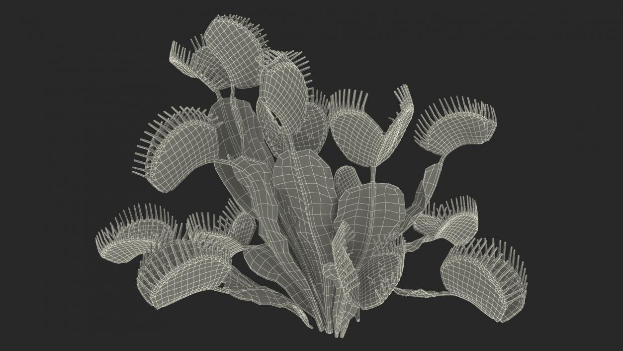 3D model Dionaea Muscipula Green 2