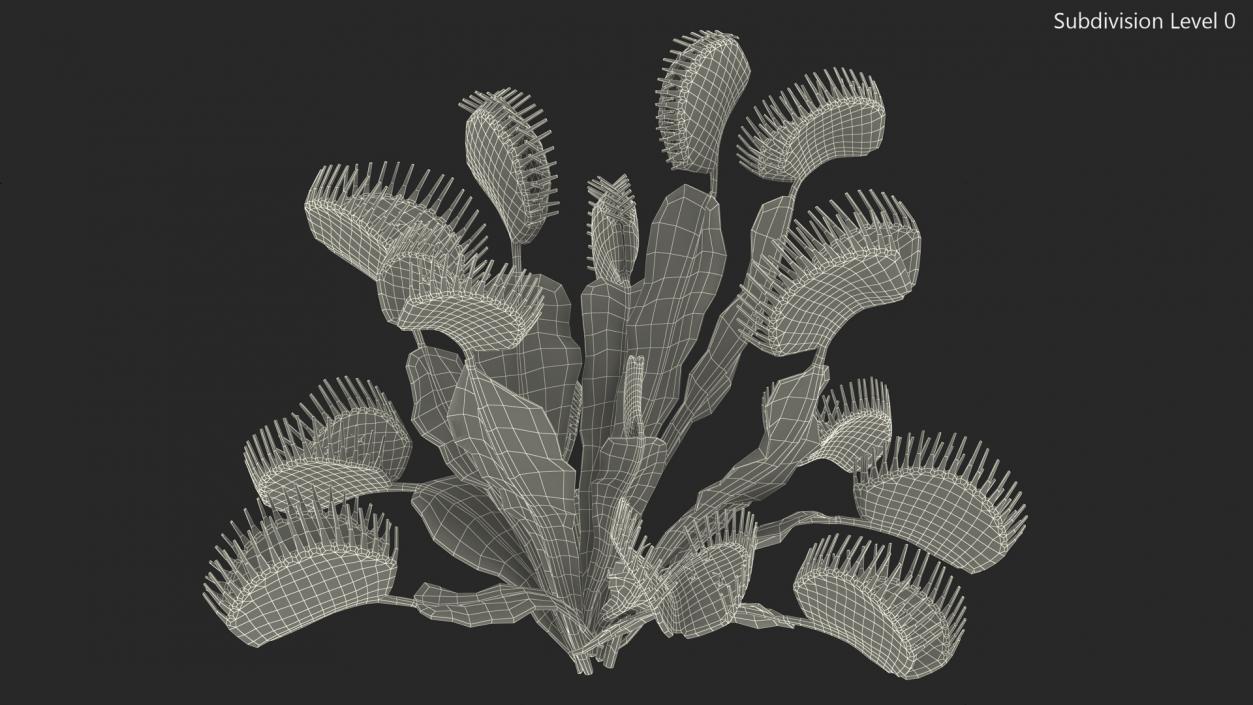 3D model Dionaea Muscipula Green 2