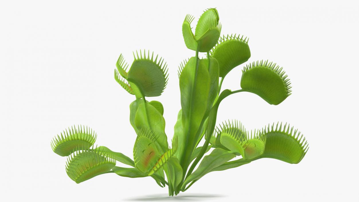 3D model Dionaea Muscipula Green 2