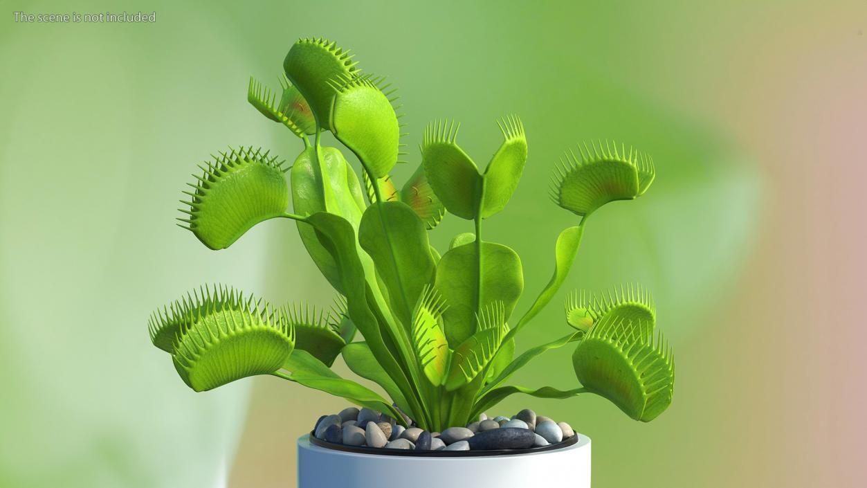 3D model Dionaea Muscipula Green 2