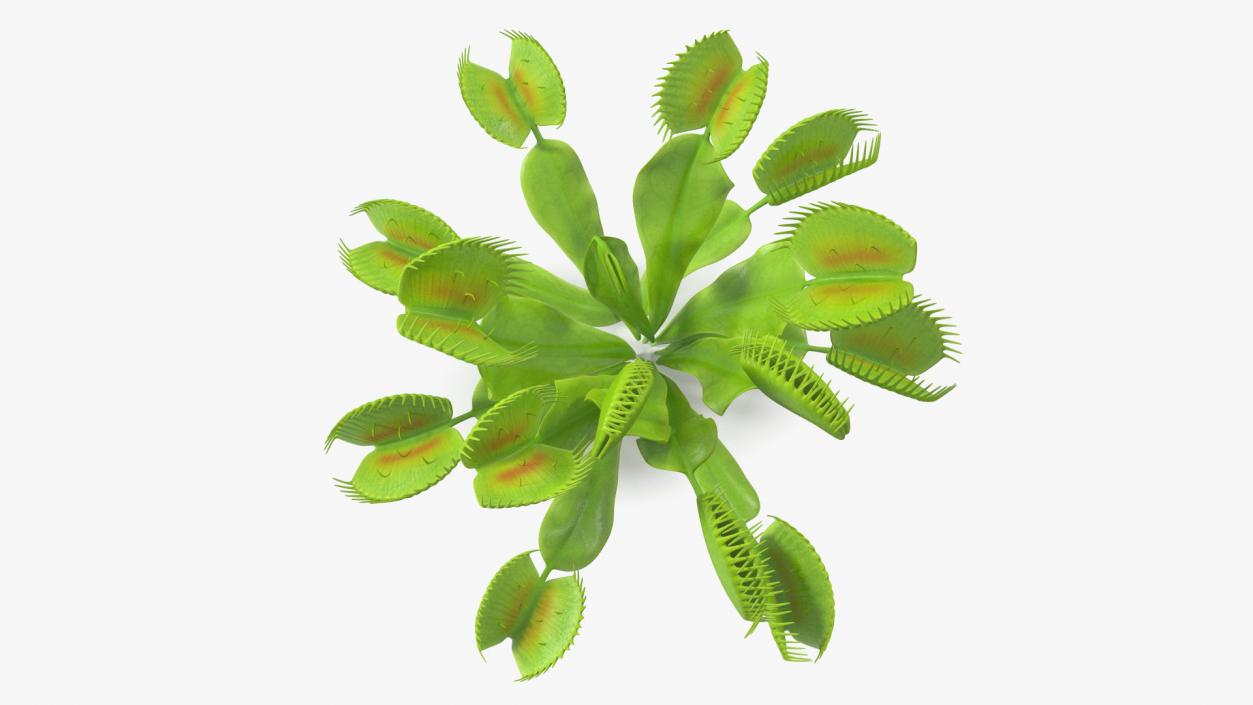 3D model Dionaea Muscipula Green 2