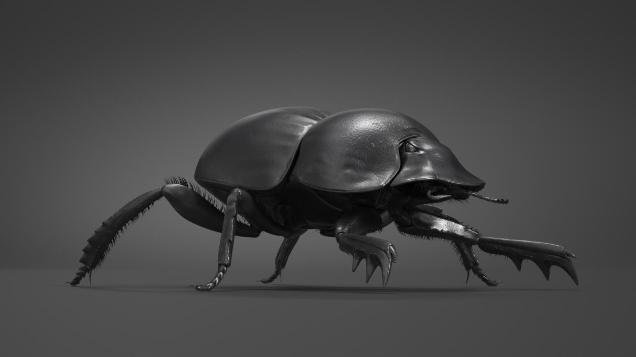 3D Scarabs Rigged Fur model