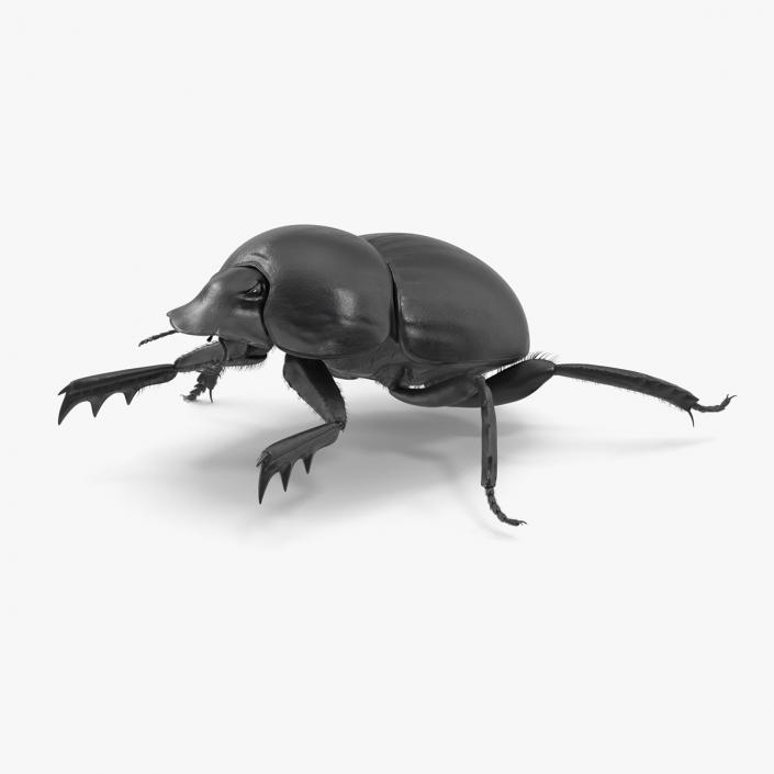 3D Scarabs Rigged Fur model