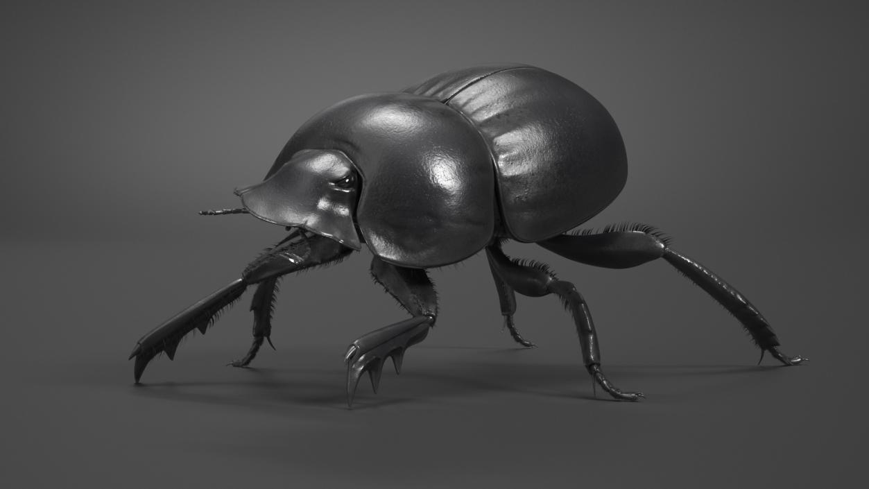 3D Scarabs Rigged Fur model