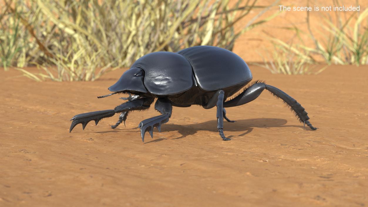 3D Scarabs Rigged Fur model