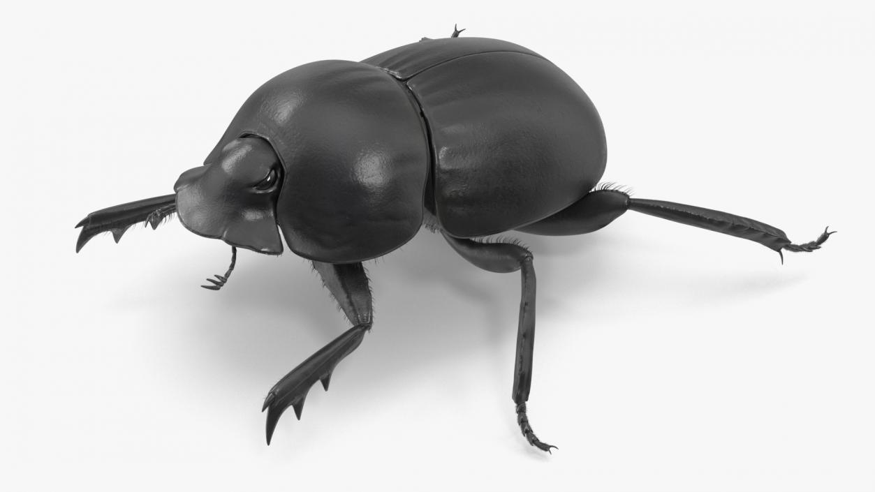 3D Scarabs Rigged Fur model