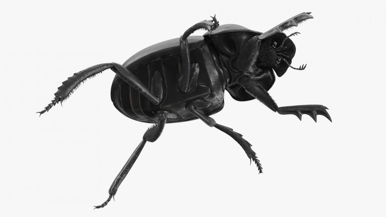 3D Scarabs Rigged Fur model