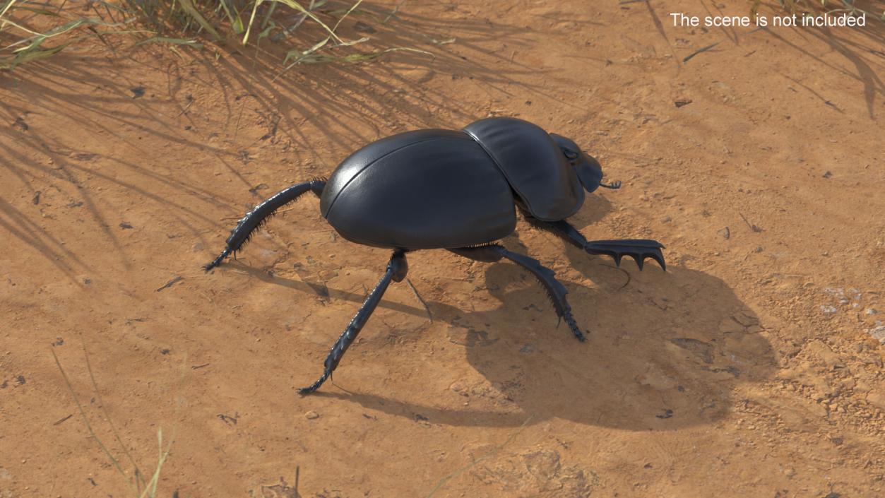 3D Scarabs Rigged Fur model