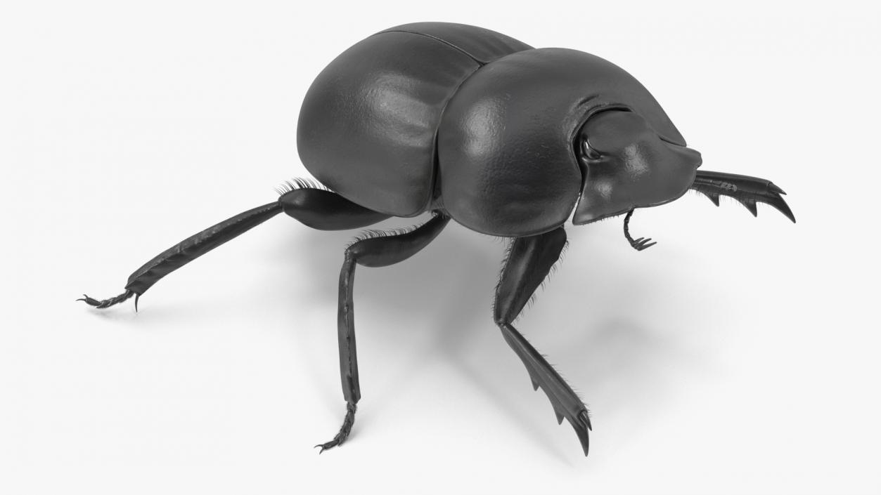 3D Scarabs Rigged Fur model