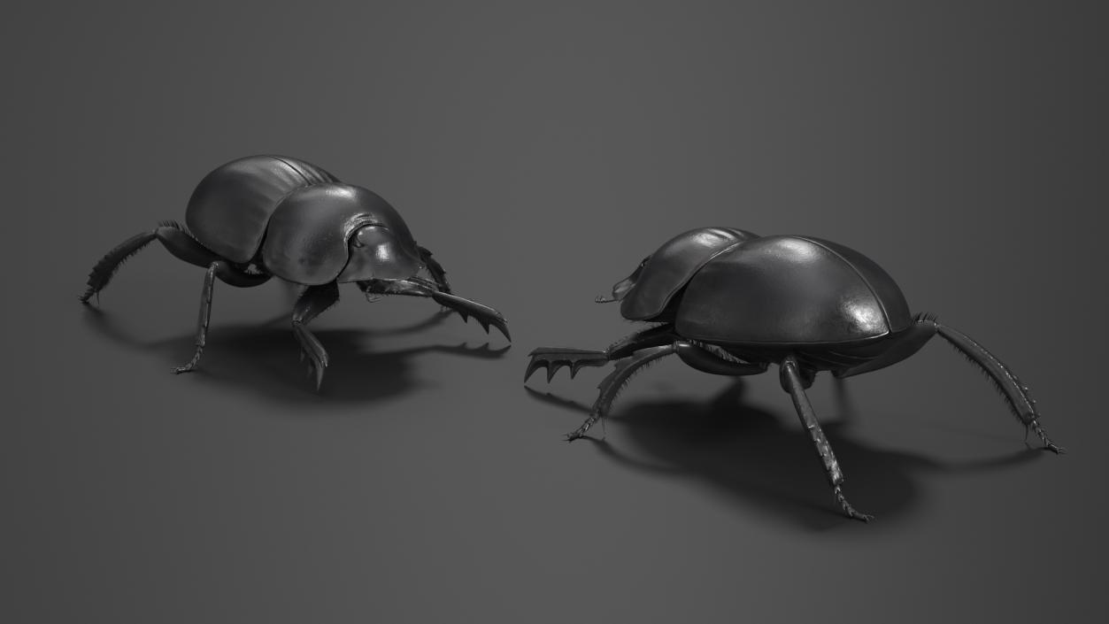 3D Scarabs Rigged Fur model