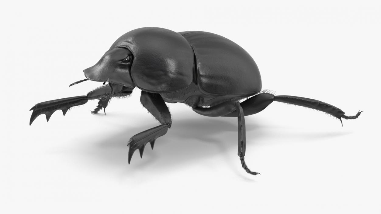 3D Scarabs Rigged Fur model