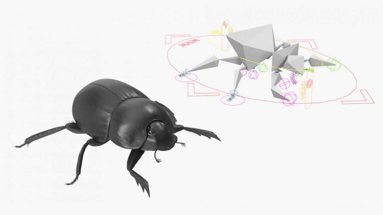 3D Scarabs Rigged Fur model