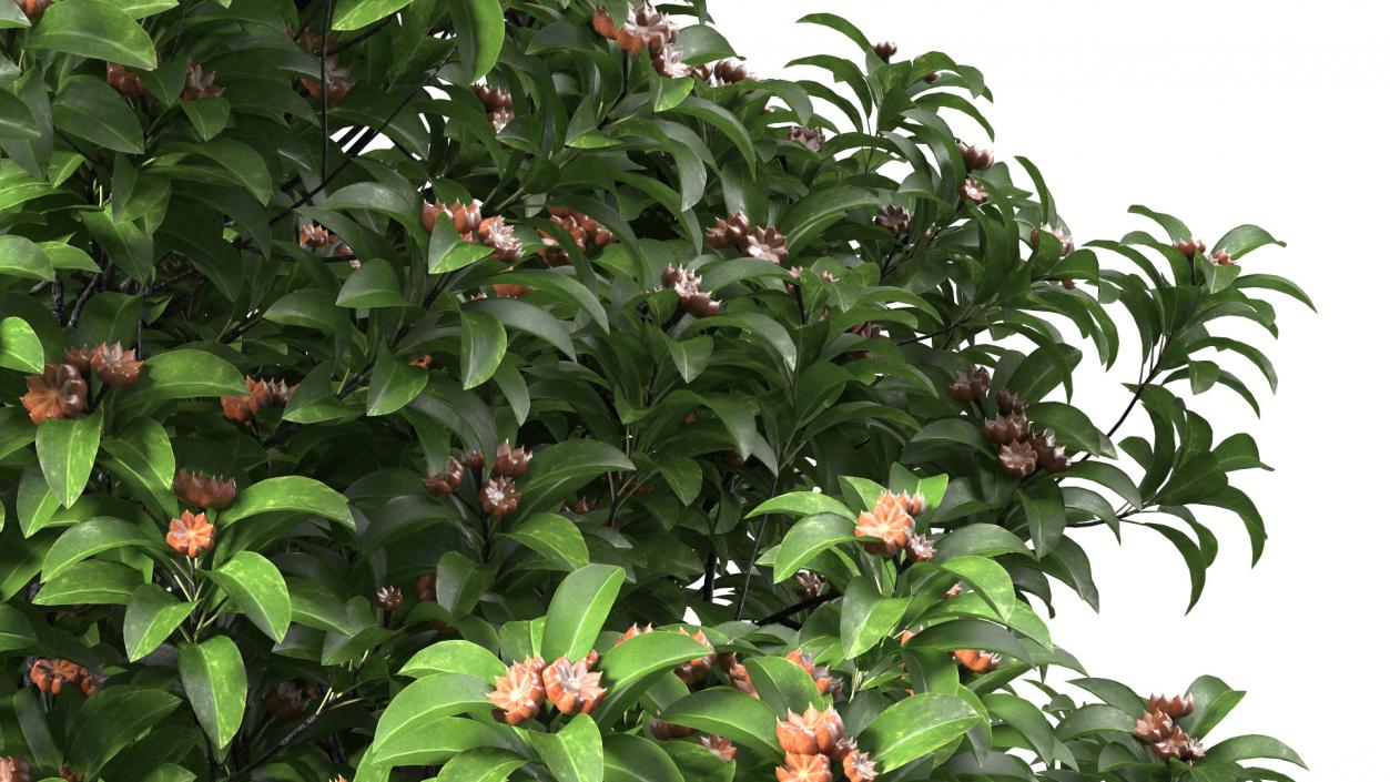 Star Anise Tree with Fruits 3D