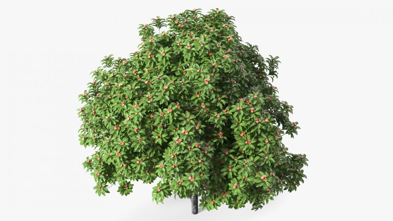 Star Anise Tree with Fruits 3D