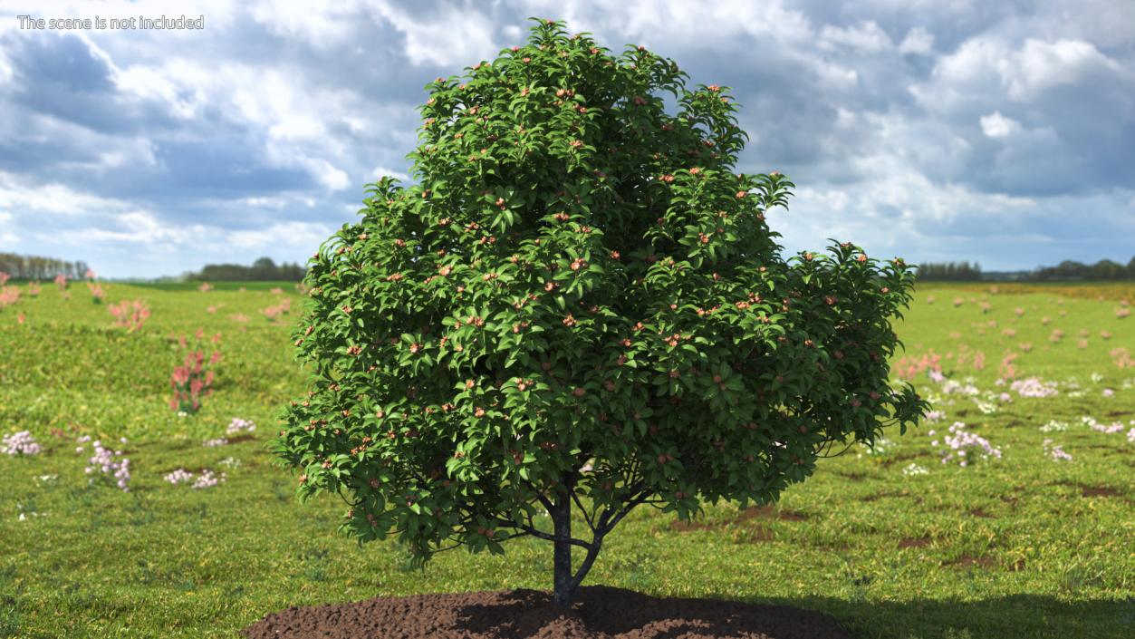 Star Anise Tree with Fruits 3D