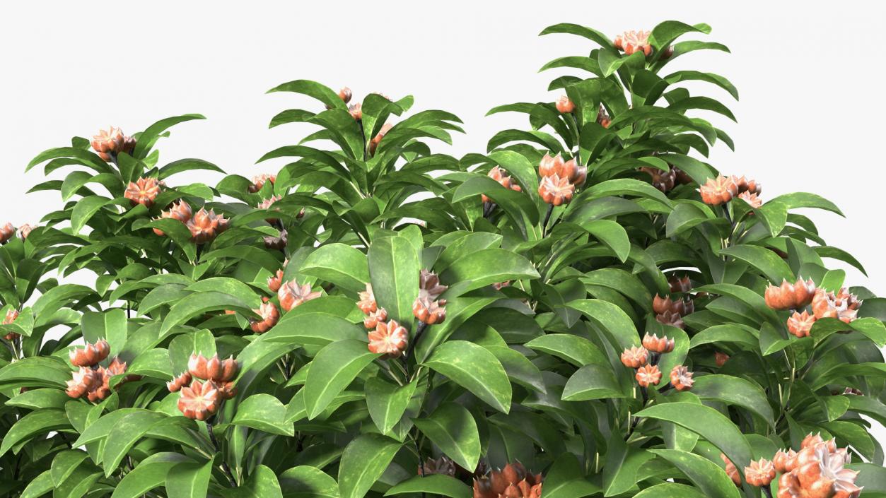 Star Anise Tree with Fruits 3D