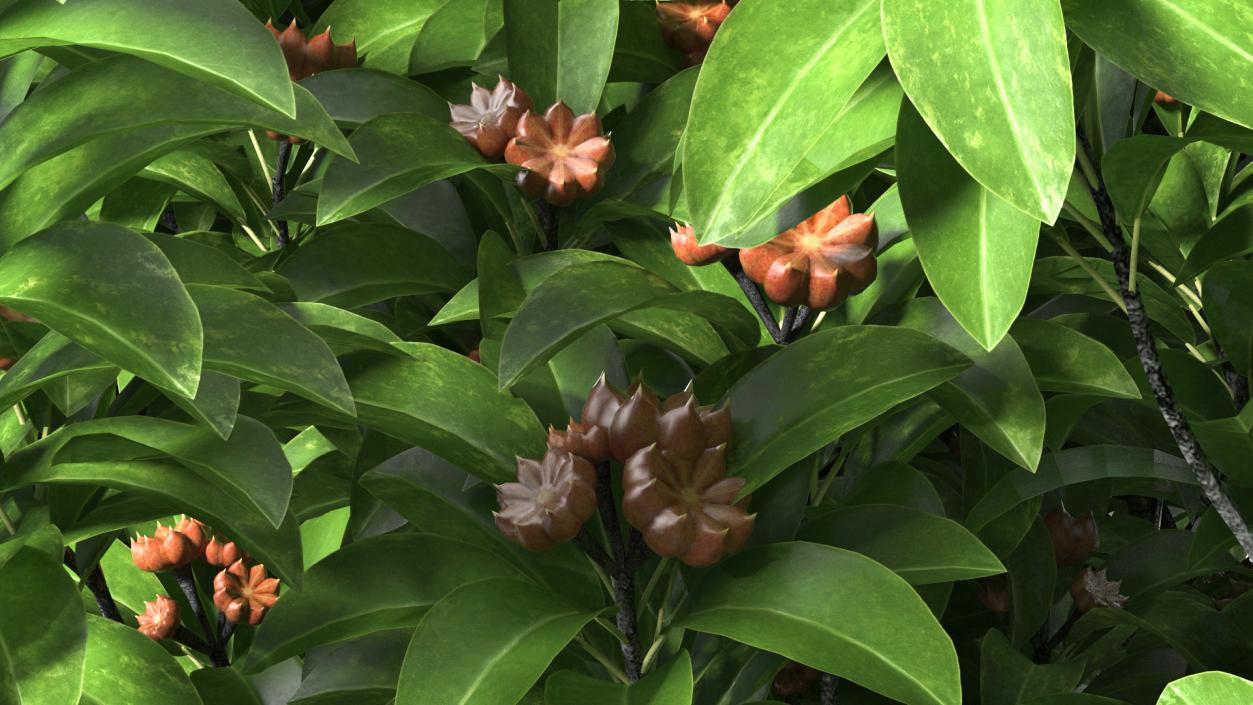 Star Anise Tree with Fruits 3D