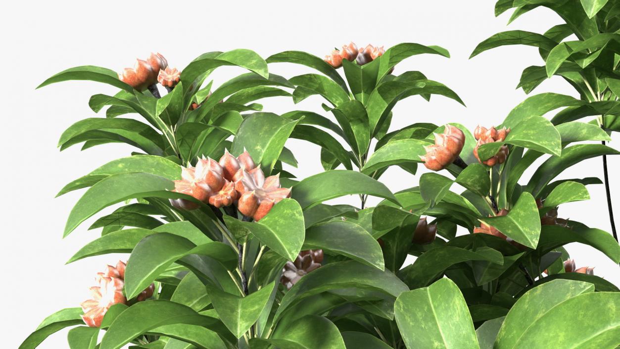 Star Anise Tree with Fruits 3D