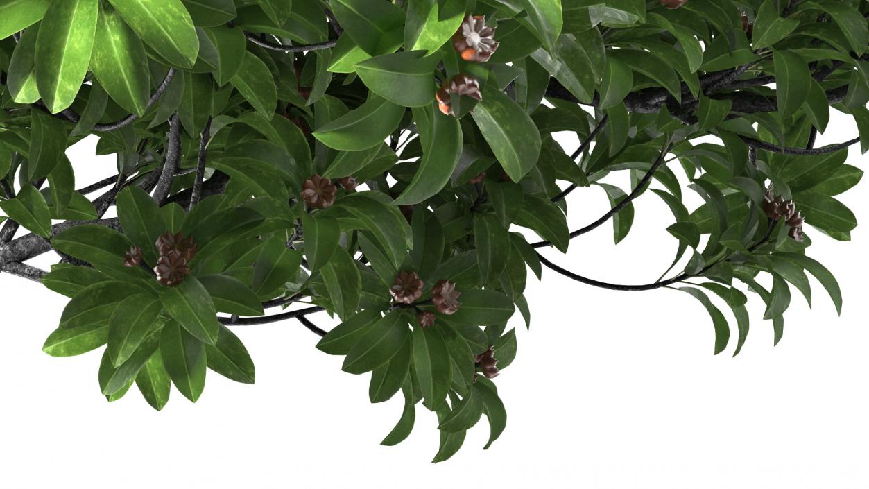 Star Anise Tree with Fruits 3D