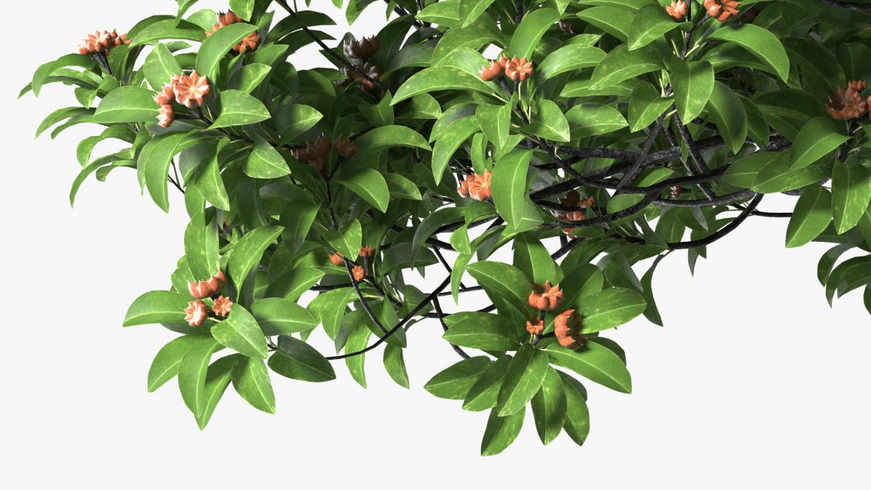 Star Anise Tree with Fruits 3D