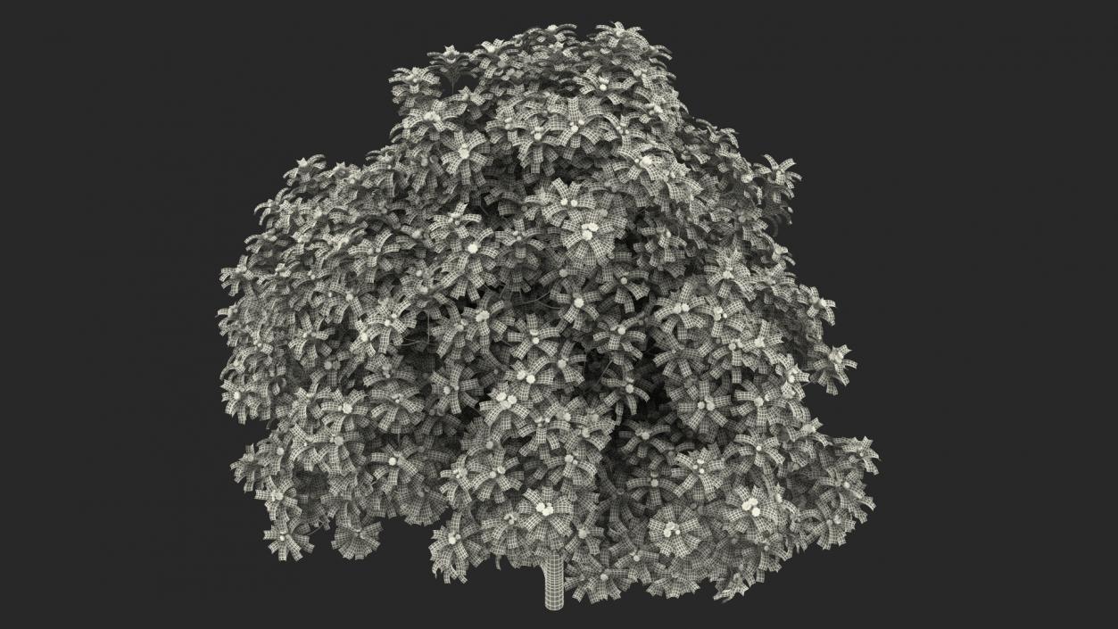 Star Anise Tree with Fruits 3D