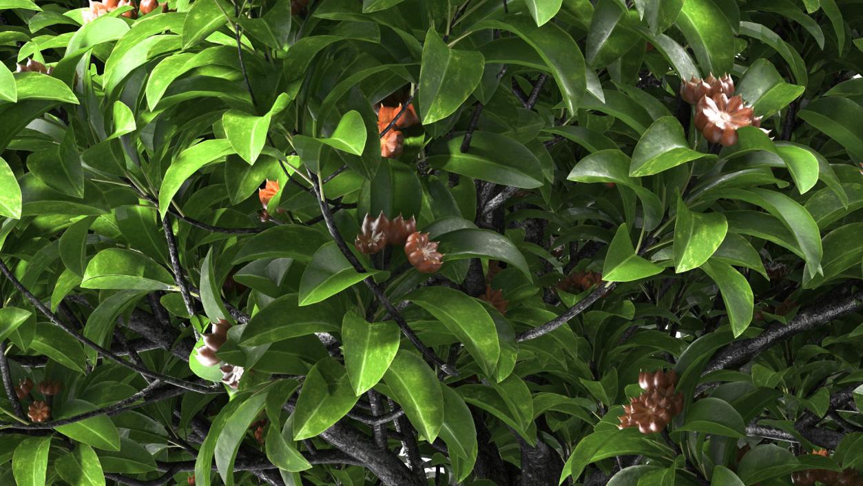 Star Anise Tree with Fruits 3D