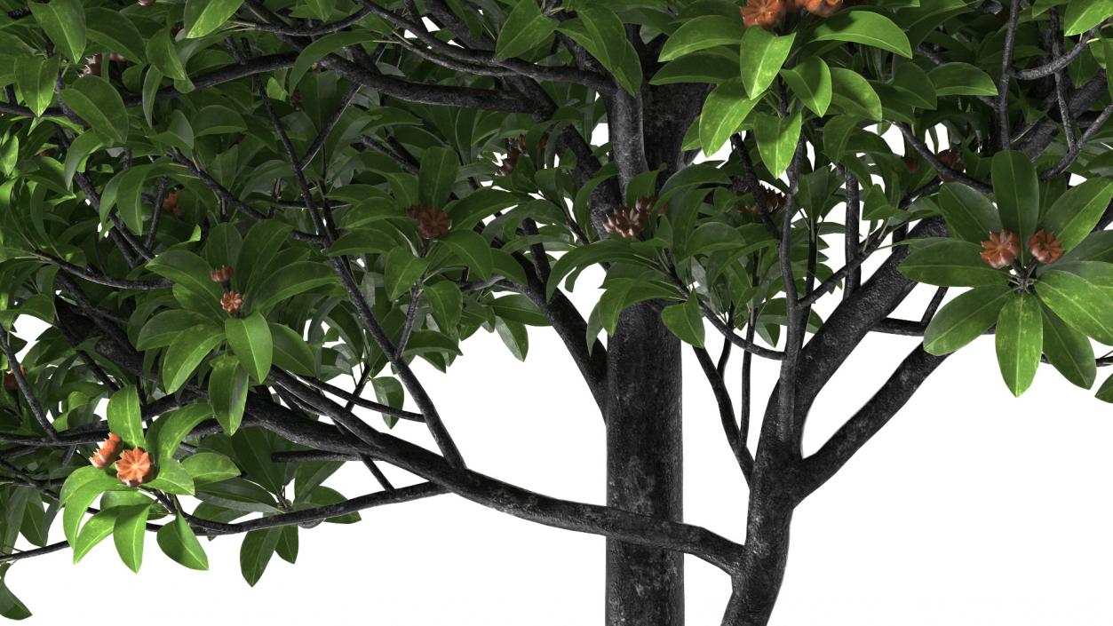 Star Anise Tree with Fruits 3D