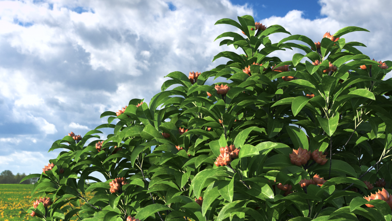 Star Anise Tree with Fruits 3D