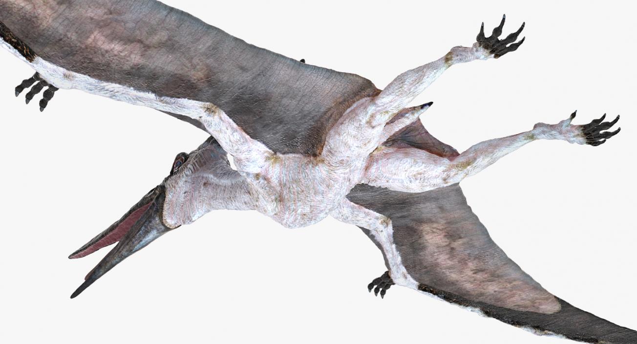 3D Pterosaur Pteranodon White