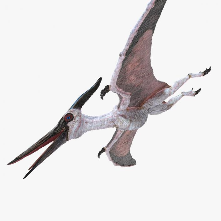 3D Pterosaur Pteranodon White