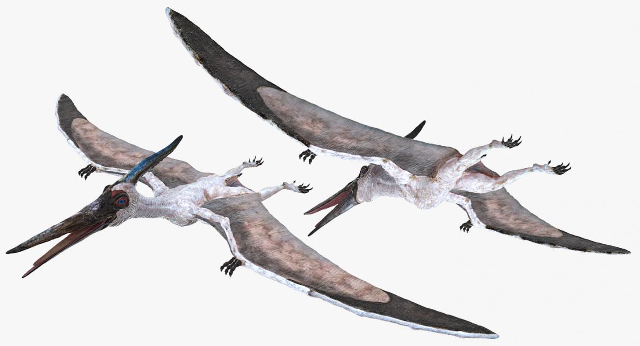 3D Pterosaur Pteranodon White