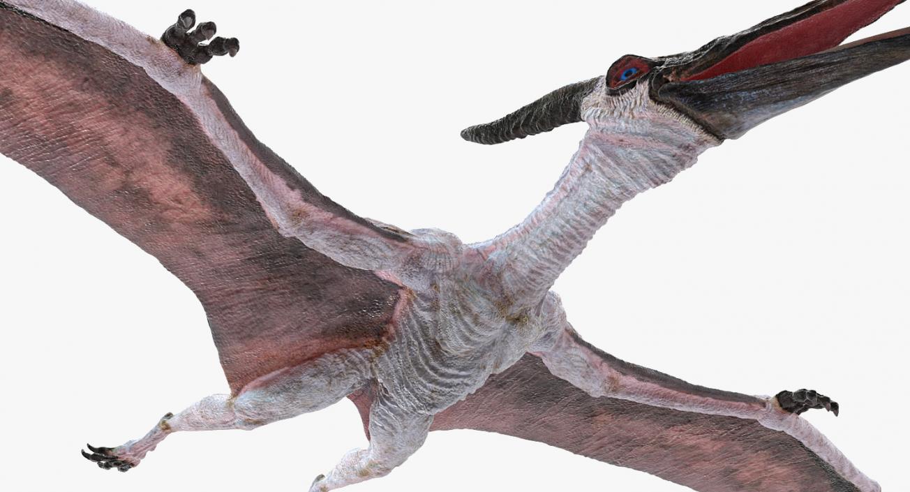 3D Pterosaur Pteranodon White