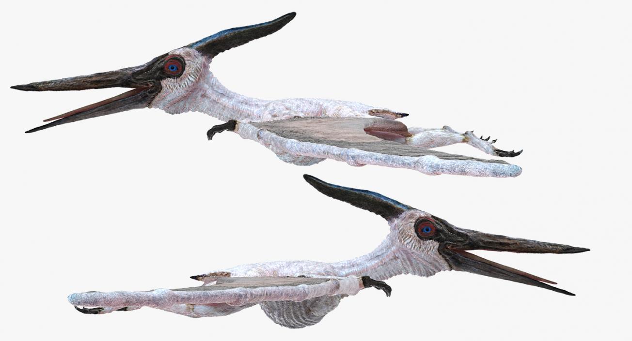 3D Pterosaur Pteranodon White