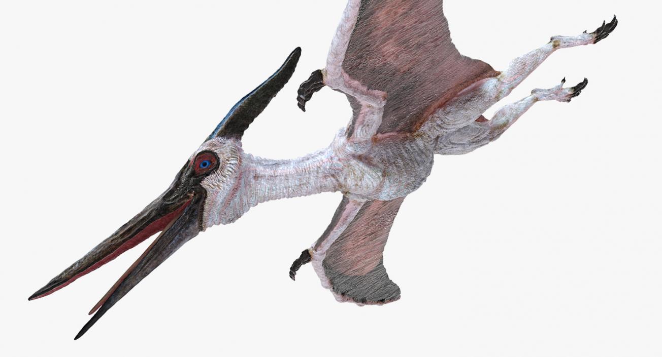 3D Pterosaur Pteranodon White