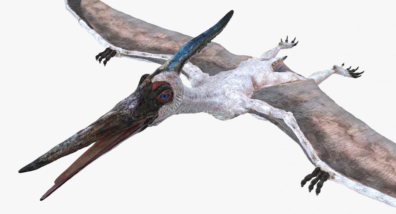 3D Pterosaur Pteranodon White