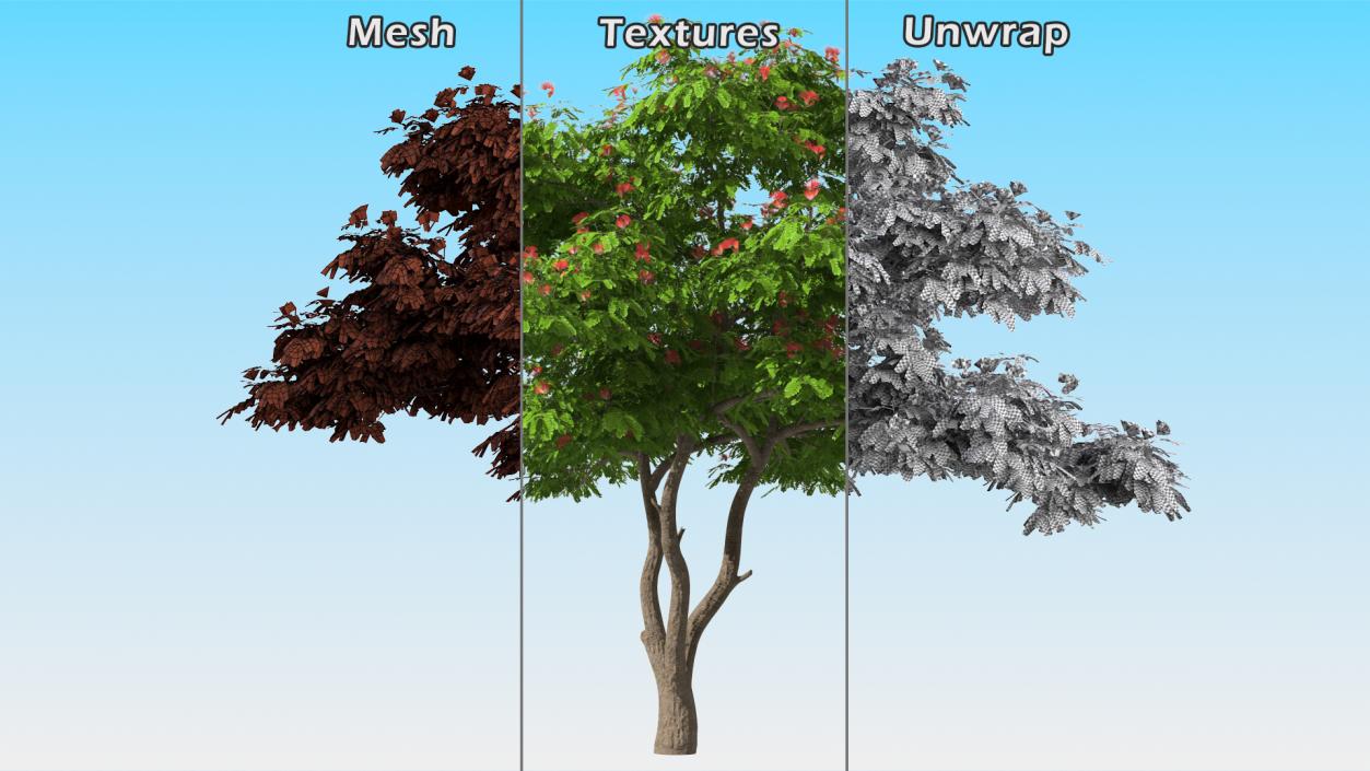 3D Albizia Julibrissin Blooming model