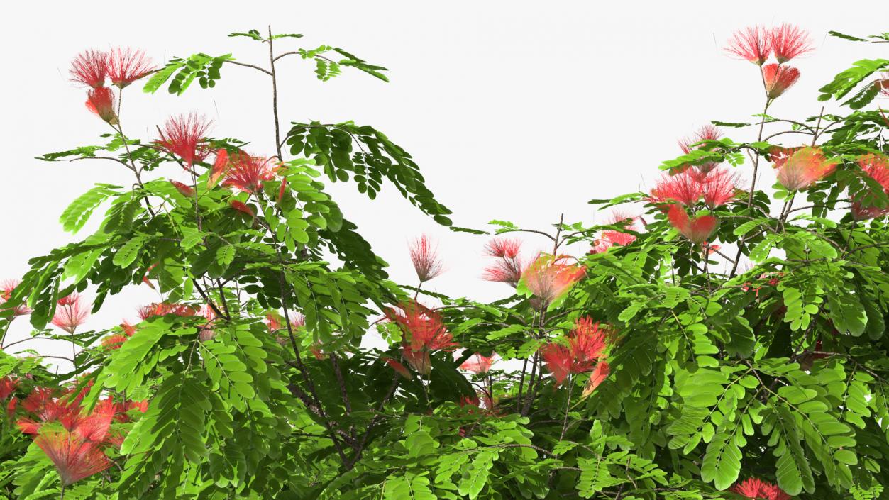 3D Albizia Julibrissin Blooming model