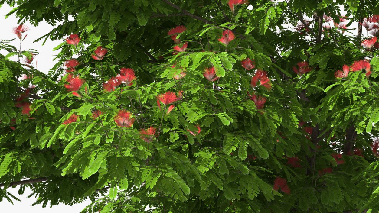 3D Albizia Julibrissin Blooming model