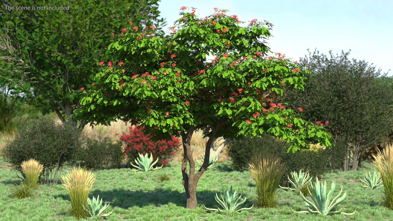 3D Albizia Julibrissin Blooming model