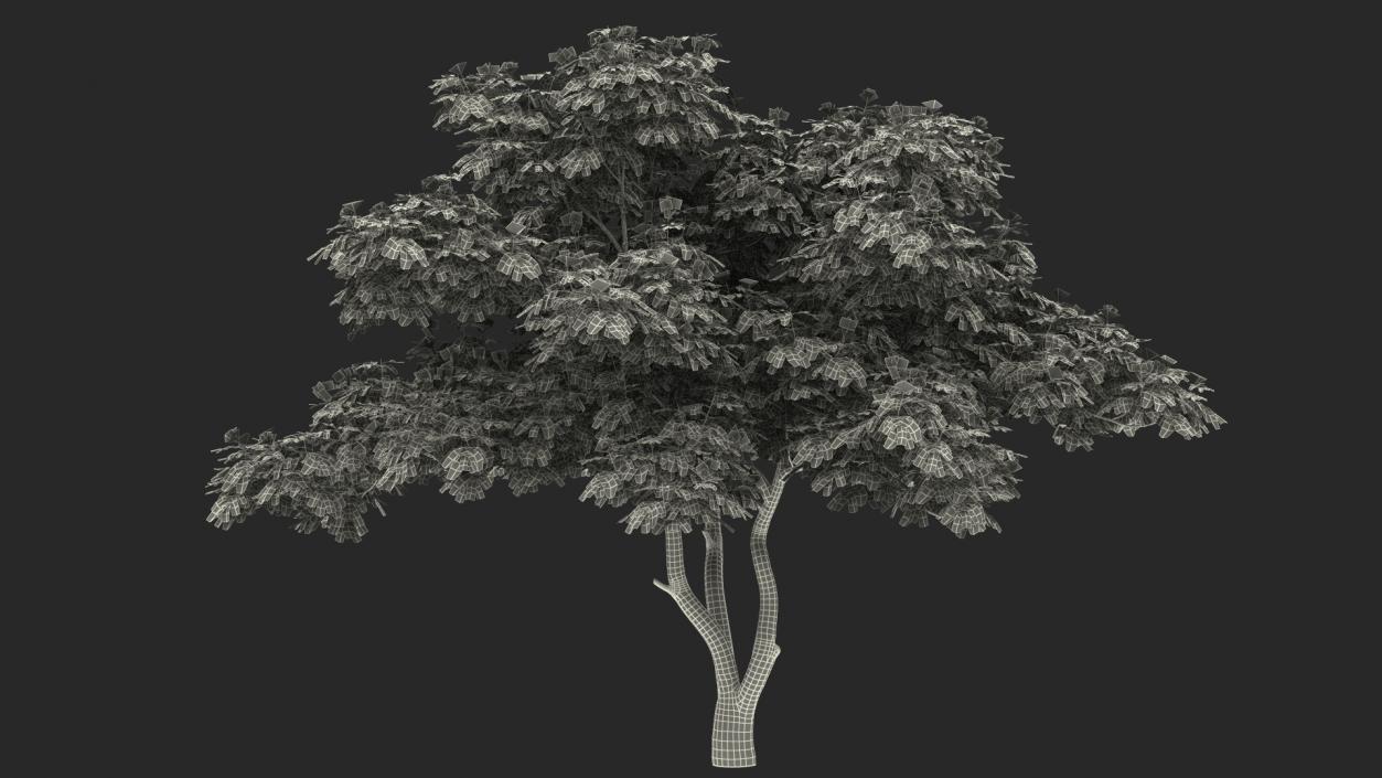 3D Albizia Julibrissin Blooming model