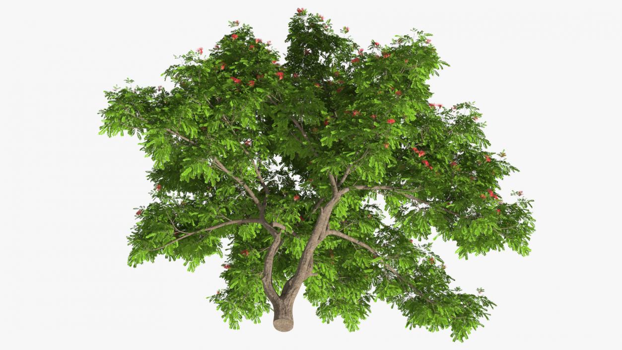 3D Albizia Julibrissin Blooming model