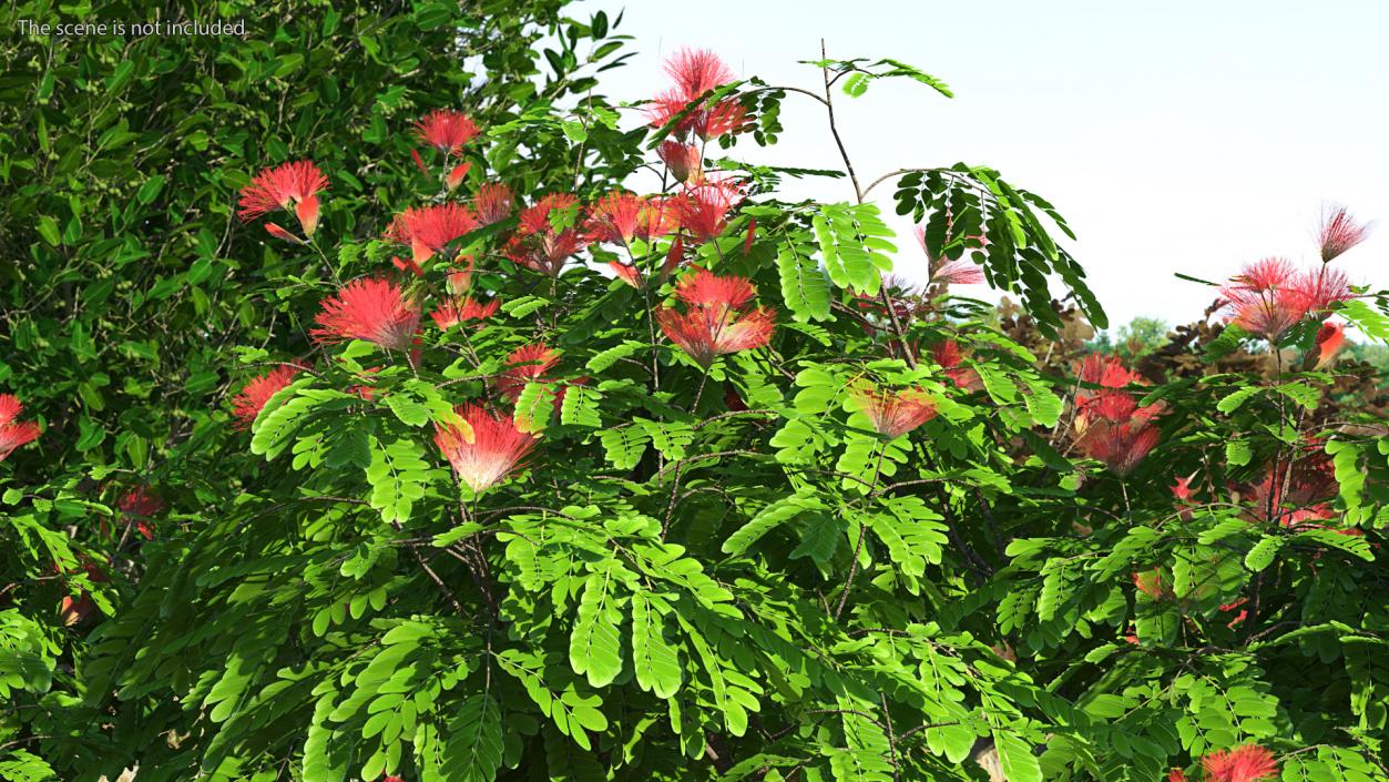 3D Albizia Julibrissin Blooming model