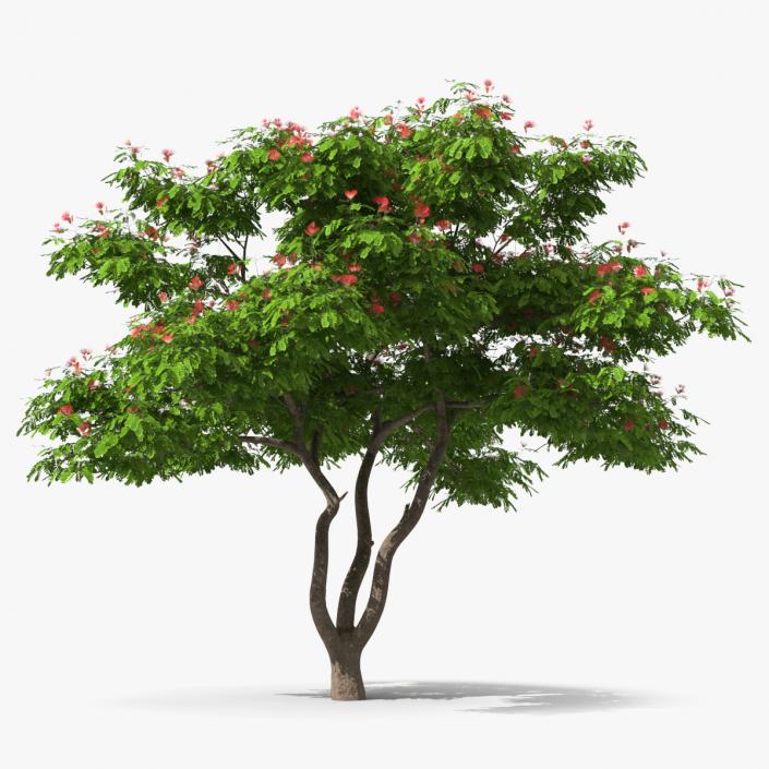 3D Albizia Julibrissin Blooming model