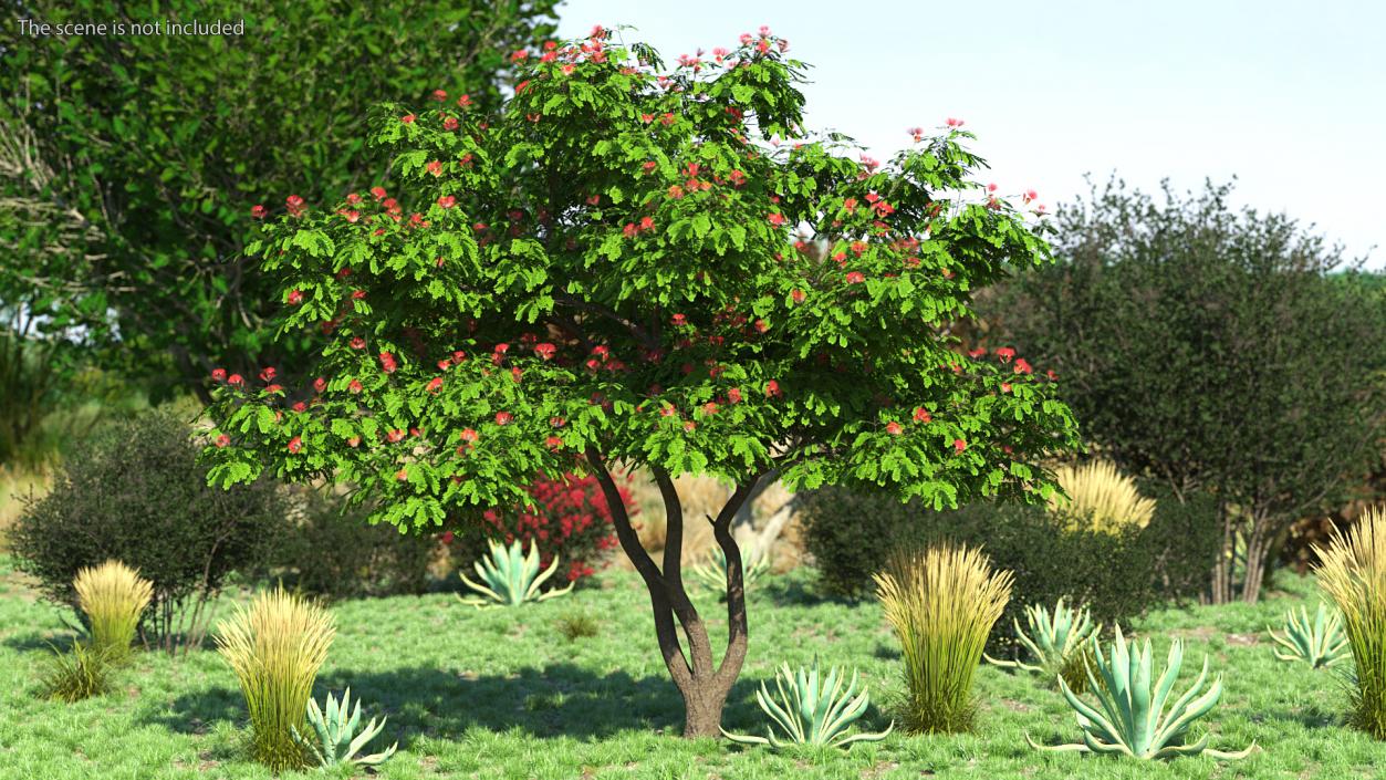 3D Albizia Julibrissin Blooming model