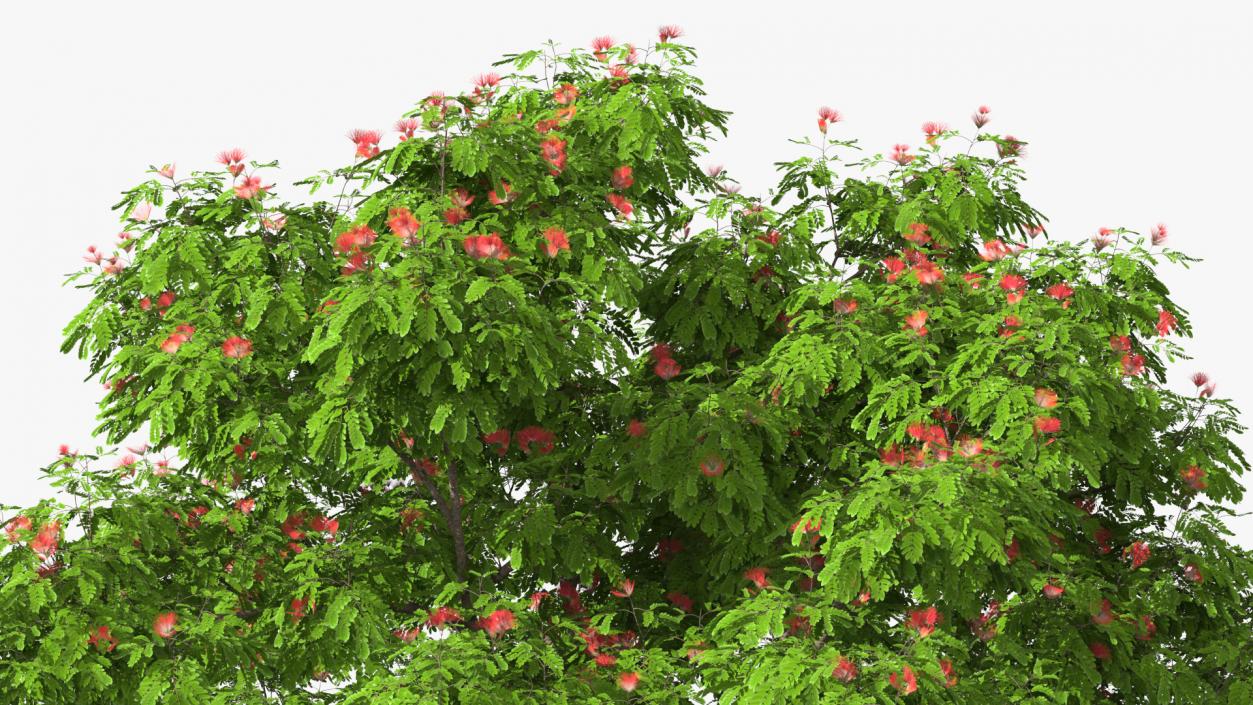 3D Albizia Julibrissin Blooming model