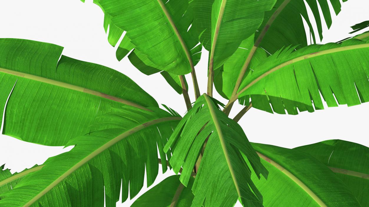 Banana Tree with Green Banana Cluster 3D